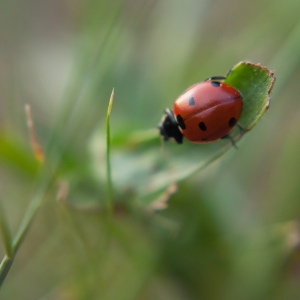 Carol Anne Hartman Photography.